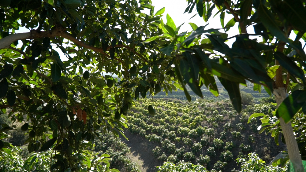 avocado plantations