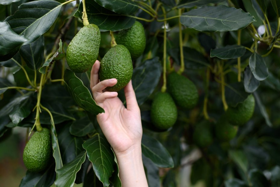 Wie man einen fruchtproduzierenden Avocadobaum anbaut