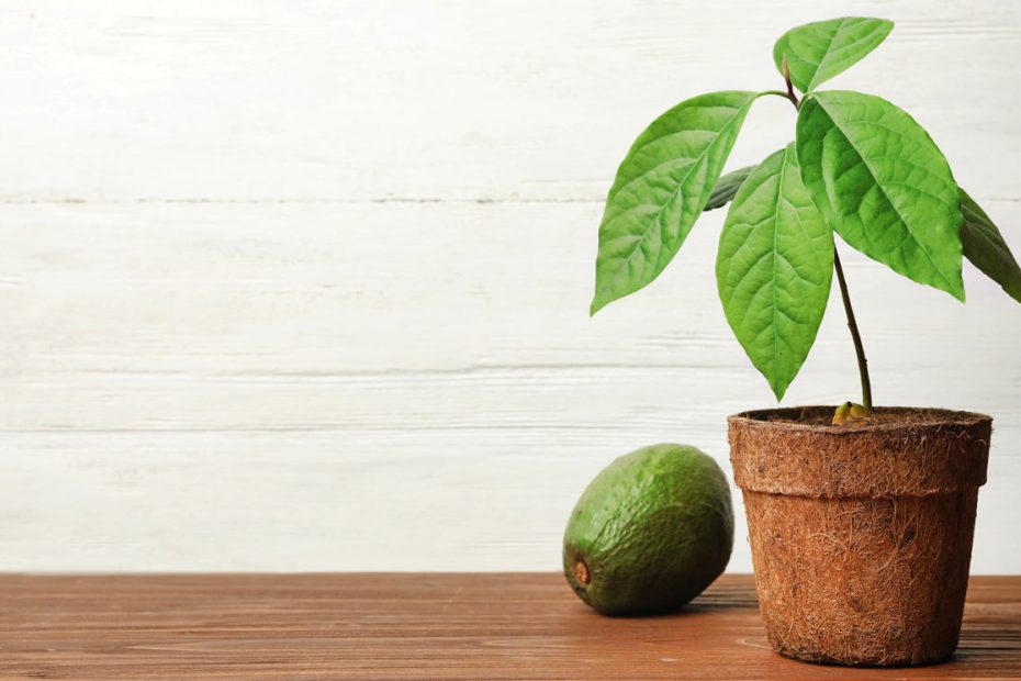 how does avocado grow