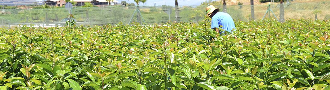 plantas de aguacate