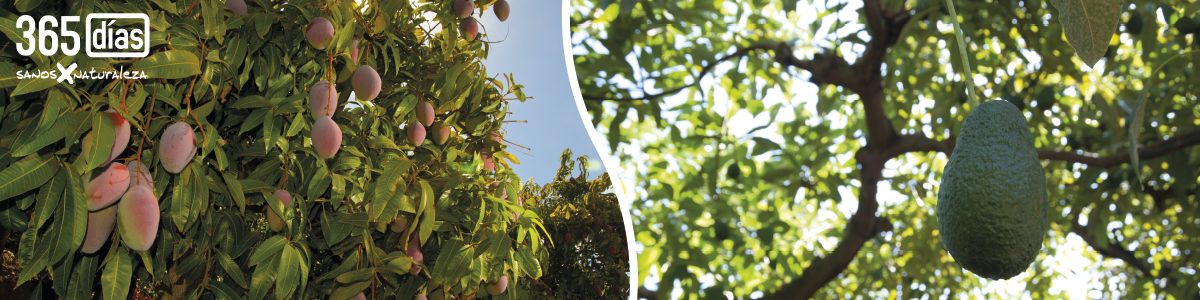 EMPRESA PRODUCTORA DE AGUACATES 365 DIAS AL AÑO